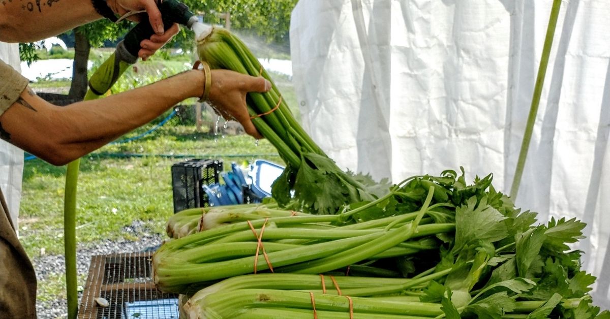 Cheesy Celery Gratin Ottawa Farm Fresh
