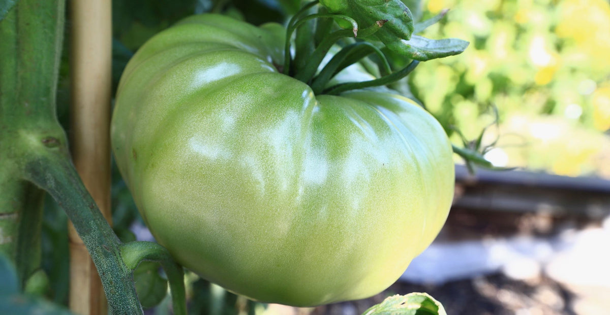 Green Tomato Ketchup Ottawa Farm Fresh