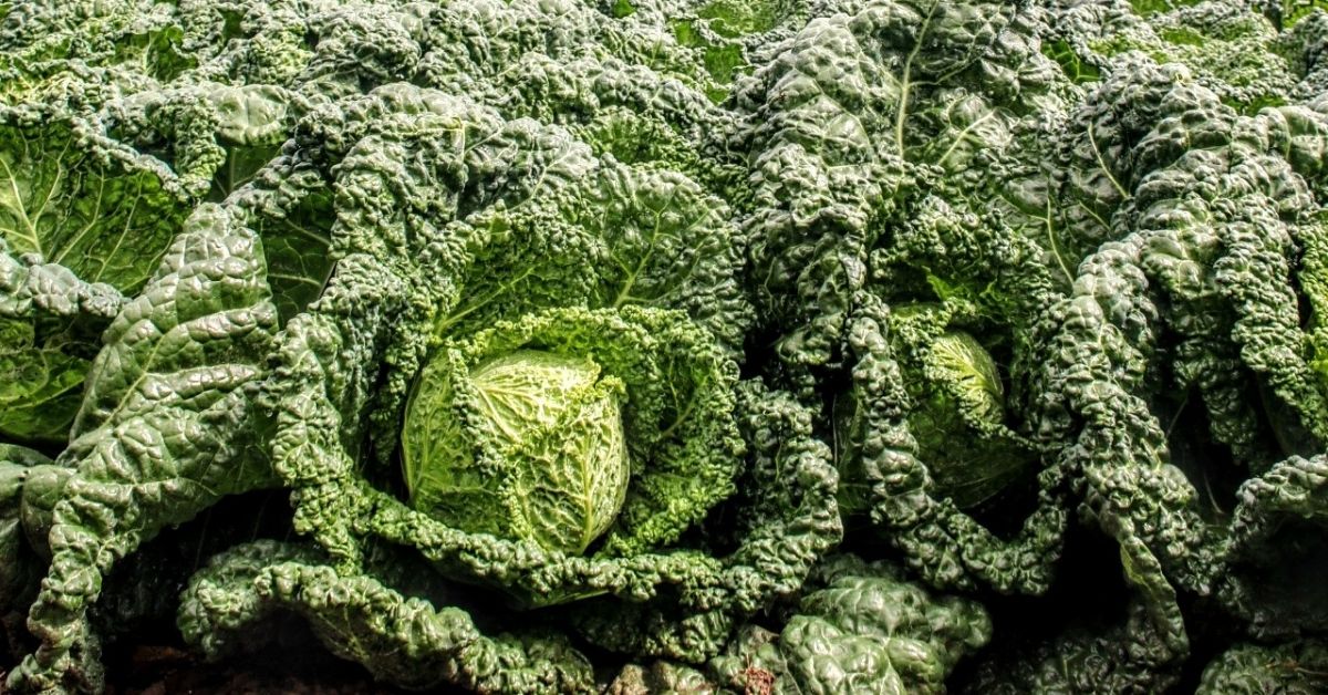 Layered Cabbage Rolls Ottawa Farm Fresh