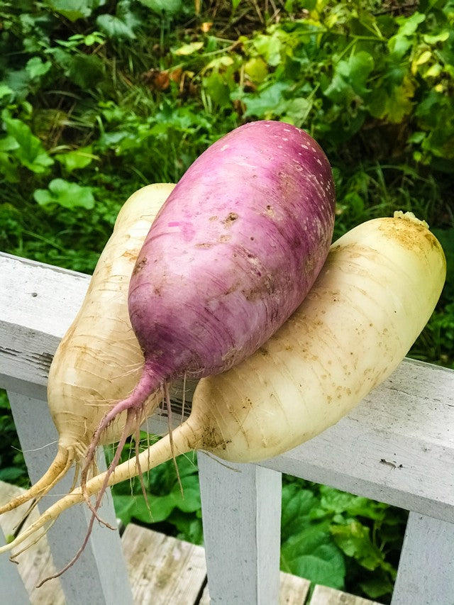 Cheesy Daikon "Potato Gratin" Ottawa Farm Fresh