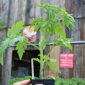 
                  
                    Load image into Gallery viewer, organic tomato seedling ottawa
                  
                
