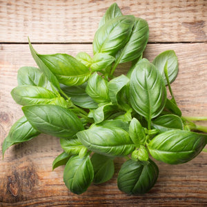 organic basil plant ottawa