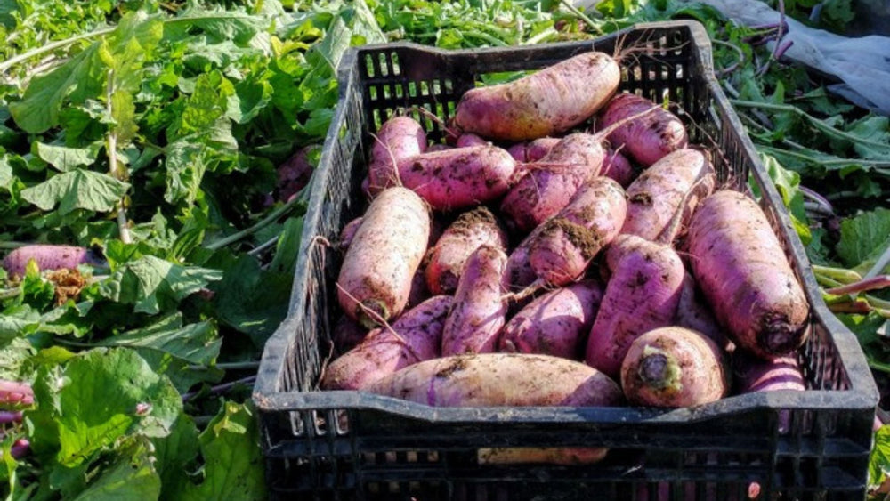 Carrot and Daikon Salad