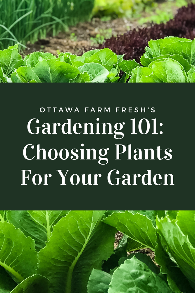 Gardening 101: Choosing Plants For Your Garden