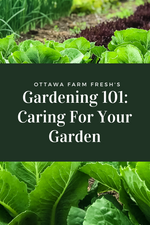 Gardening 101: Caring for your Garden