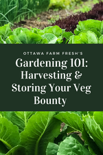 Gardening 101: Harvesting & Storing Your Veg Bounty