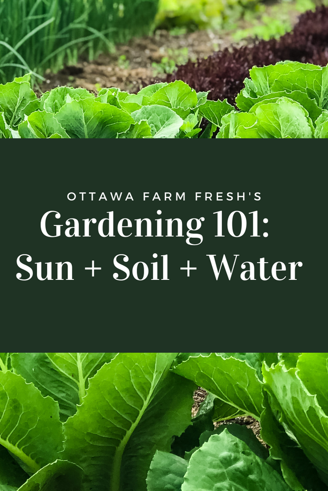 Gardening 101: Sun + Soil + Water