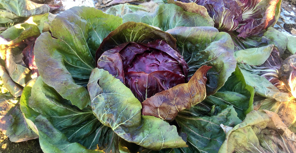 Grilled radicchio & kale salad with orange & hazelnuts