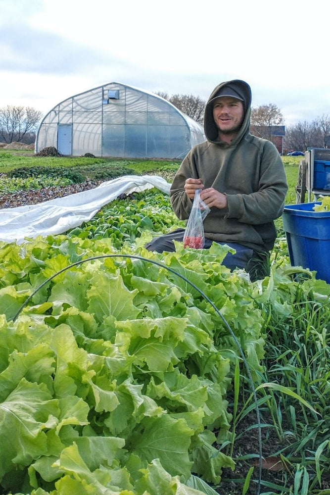 The Blessing of Local Winter Greens