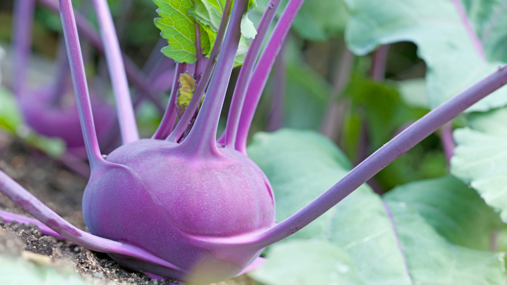 Kohlrabi Stir Fry