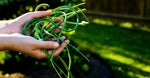 Lacto Fermented Garlic Scapes