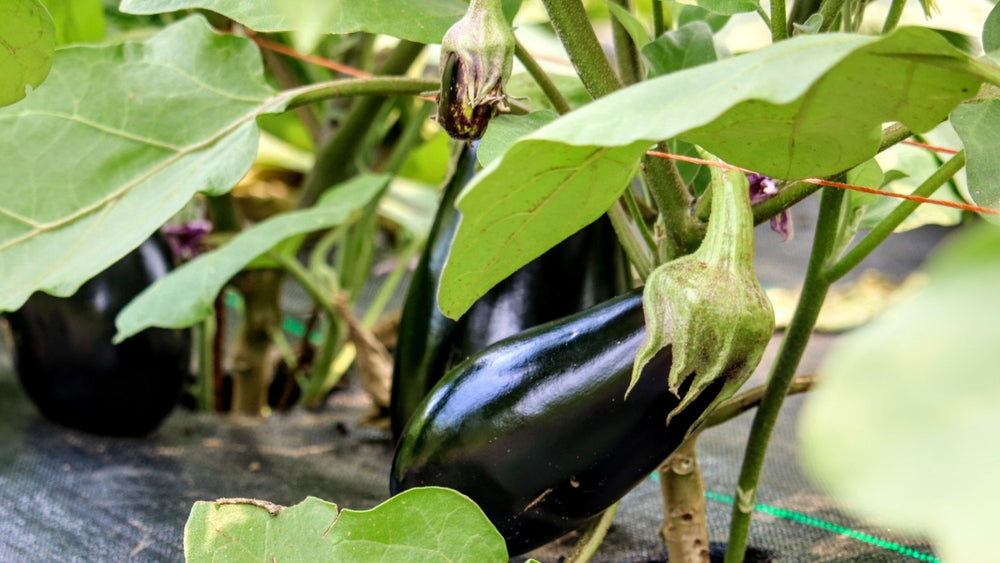 Miso Grilled Eggplant