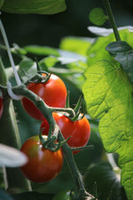 You Can Grow Amazing Tomatoes At Home