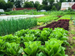 Let's Get Growing Together - The Ottawa Farm Fresh Gardening Series