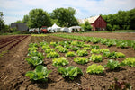 Getting Dirty with Ottawa Farm Fresh