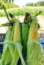 It's Sweet Corn Season!