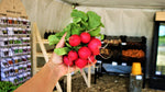 Radish Cilantro Salsa