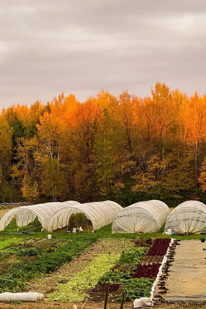 It's the final week of Summer Abundance CSA 2021!