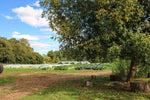 Farm Fresh Evening Yoga