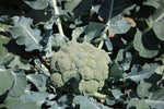 Broccoli &amp; Zucchini Casserole