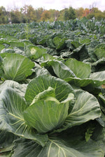 Explore the Versatility of Cabbage