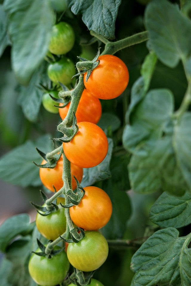 Quick Cherry Tomato Salsa