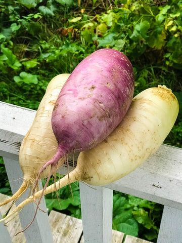 Cheesy Daikon "Potato Gratin"