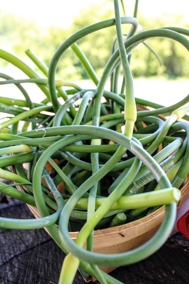 Fermented Garlic Scapes