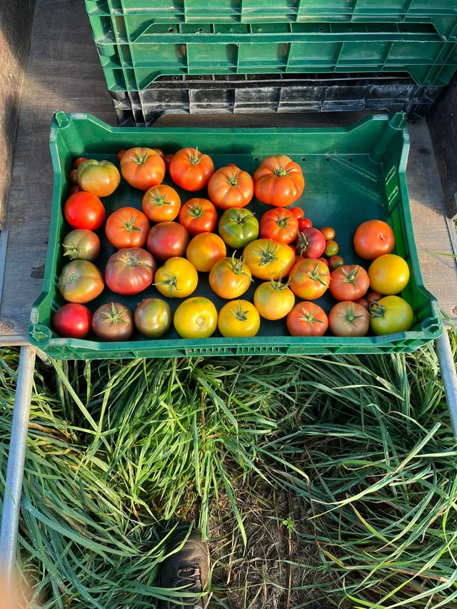 We’ve got tomatoes on the brain