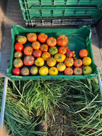 Tomato Season Extravaganza | Bulk tomatoes for preserving