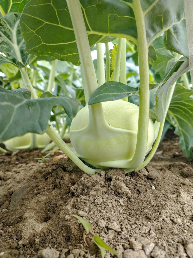 All About Kohlrabi