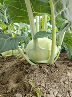 All About Kohlrabi