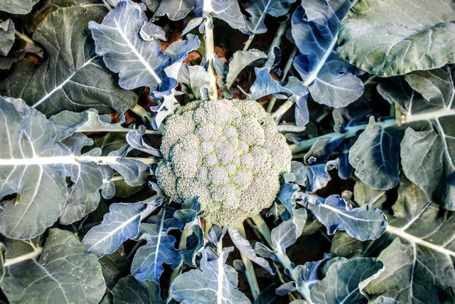 Broccoli Basil Broth