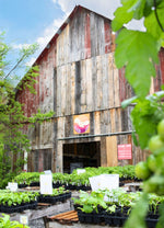 Ottawa Farm Fresh Seedling Sale