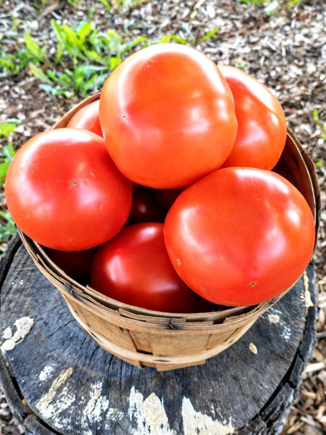 It's Tomato Time!