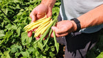 U-Pick Bean Season Is Here!