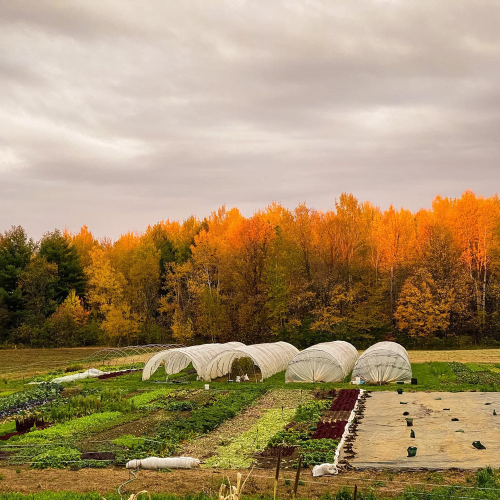 
                  
                    Charger l&amp;#39;image dans la galerie, Fall 2025 CSA - Ottawa Farm Fresh
                  
                