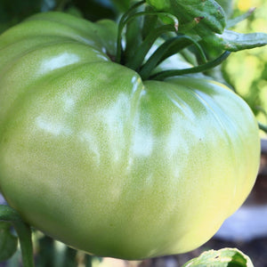 Green_Tomato_recipes