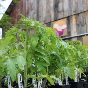 
                  
                    Charger l&amp;#39;image dans la galerie, DIY Planter Workshop with Farmer Jo - May 24
                  
                