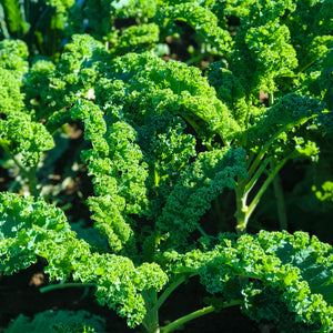 
                  
                    Charger l&amp;#39;image dans la galerie, CSA Basket Subscription - Ottawa Farm Fresh
                  
                