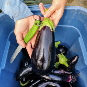 
                  
                    Charger l&amp;#39;image dans la galerie, CSA Basket Subscription - Ottawa Farm Fresh
                  
                