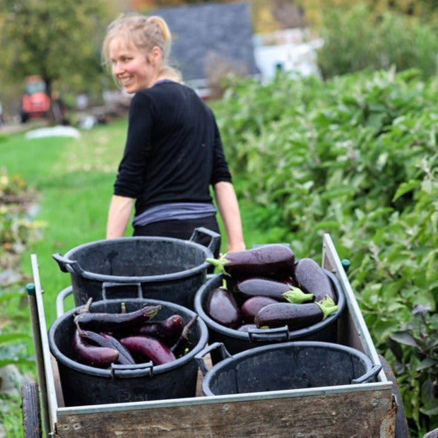 
                  
                    Load image into Gallery viewer, CSA Basket Subscription - Ottawa Farm Fresh Organics
                  
                