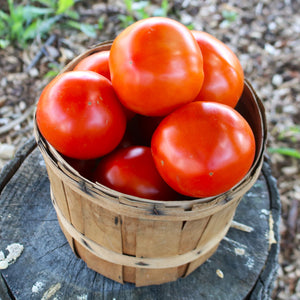 
                  
                    Load image into Gallery viewer, PRE ORDER Bulk Tomatoes for Canning
                  
                
