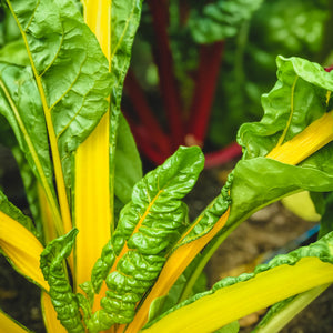 
                  
                    Load image into Gallery viewer, Swiss Chard
                  
                