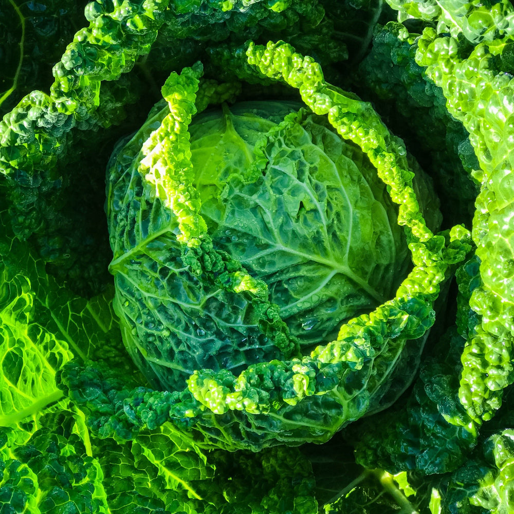 Savoy Cabbage