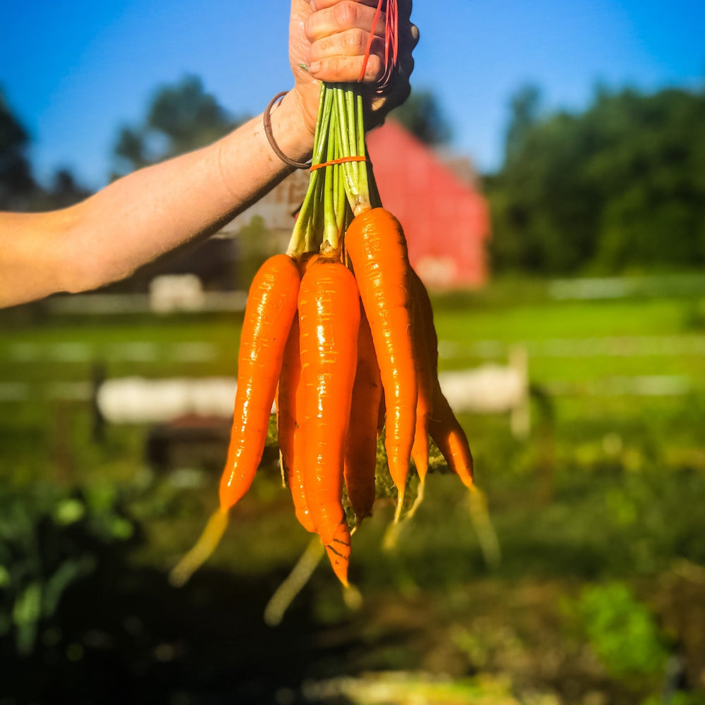 U-pick Carrots - Per pound