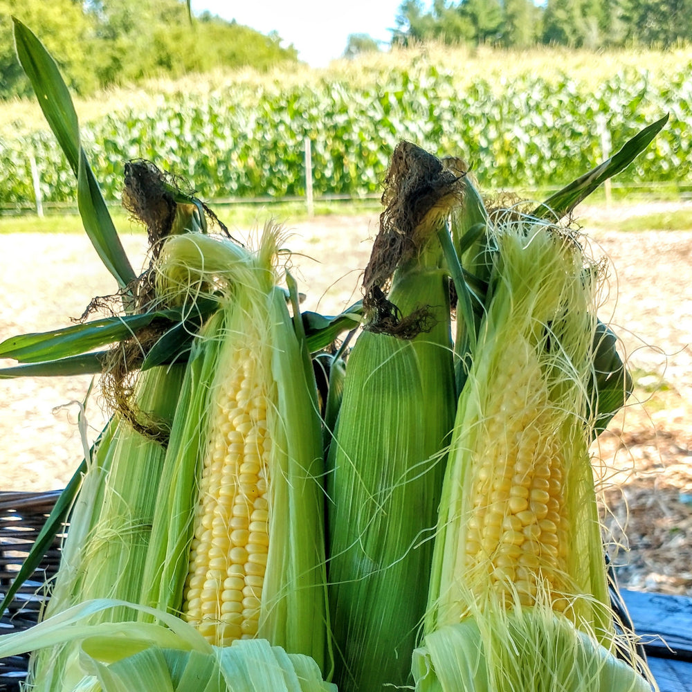 Ottawa Corn on the Cob
