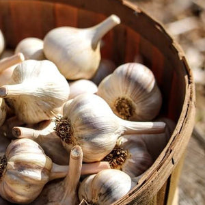 
                  
                    Load image into Gallery viewer, organic garlic ottawa
                  
                