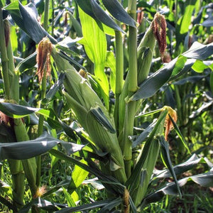 
                  
                    Load image into Gallery viewer, Organic corn on the cob Ottawa Farm Fresh
                  
                