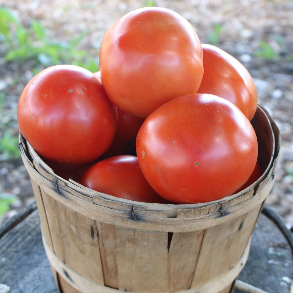 Slicer Tomato - Pint